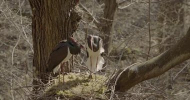 İki Kara Leylek - Siyahi Zenci Bahar Ormanında Büyük Kara Kuş