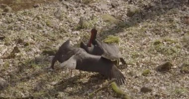 Kara leylekler sonbahar ormanlarında birbirleriyle savaşıyorlar. 