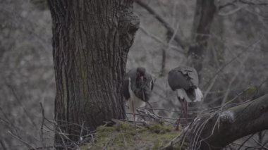 Kara Leylek Ciconia Zencisi, Kuş İnşa Yuvası, Ağaç Yapımı