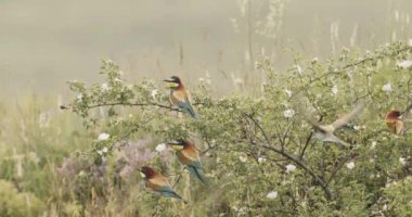 Avrupa Arı Yiyen-Merops Apiaster- Ağaçta Sürüsü, Yavaş Hareket Görüntüsü