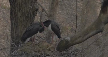 Kara leylek, Ciconia zencisi. Leylek familyasından büyük bir kuş, Ciconiidae, Slow Motion Image