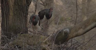 Kara Leylek - Siyahi Zenci Büyük Kara Kuş Ciconiidae Ailesinden, Görüntüyü Kapat