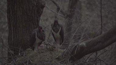 İki Kara Leylek - Siyahi Zenci Ciconidae familyasından Büyük Kara Kuş