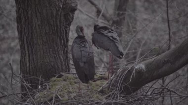 Kara leylek, Ciconia zencisi. Leylek familyasından büyük bir kuş.