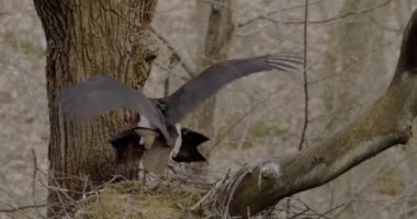 Kara Leylek Ciconia Zenci Çiftleşmesi, Sevişen Kuşlar, Üreme