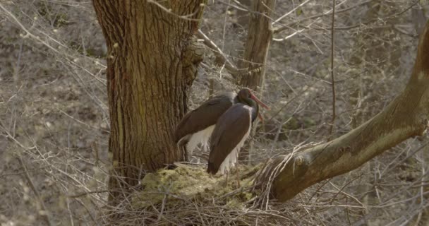 Dos Cigüeña Negra Ciconia Nigra Pájaro Negro Grande Bosque Primavera — Vídeos de Stock