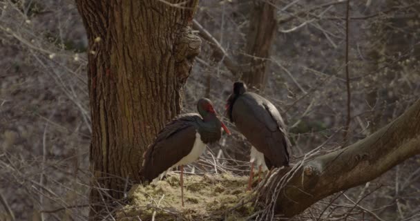 Two Black Storks Ciconia Nigra Nesting Spring Sorting Cleaning Feathers — Stock Video
