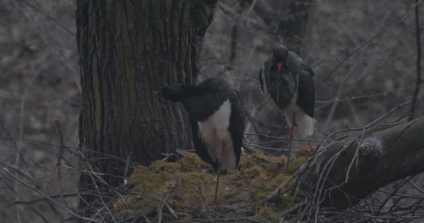 Due Cicogna Nera Ciconia Nigra Grande Uccello Nero Una Foresta — Video Stock