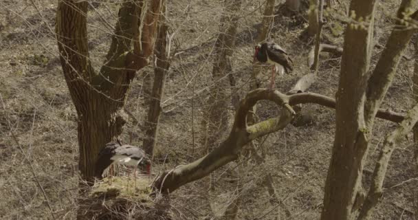 Tre Svarta Stork Ciconia Nigra Stor Svart Fågel Vårskog — Stockvideo