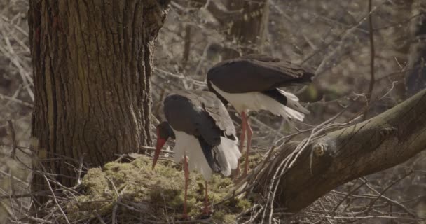 Två Svarta Storkar Ciconia Nigra Häckande Våren Sortering Och Rengöring — Stockvideo
