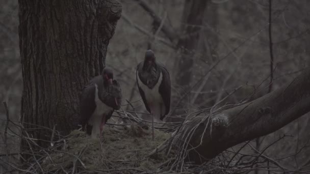 Två Svarta Stork Ciconia Nigra Stor Svart Fågel Familjen Ciconiidae — Stockvideo