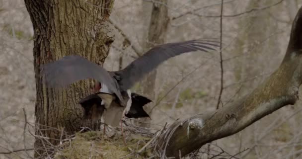 Black Stork Ciconia Nigra Mating Birds Making Love Reproduction — стокове відео
