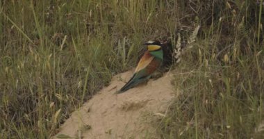 Avrupa Arı Yiyen - Merops Apiaster- At Nest