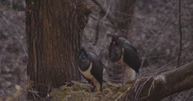 İki Kara Leylek - Siyahi Zenci Bahar Ormanında Büyük Kara Kuş