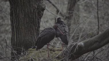 Kara leylek, Ciconia zencisi. Leylek familyasından büyük bir kuş.