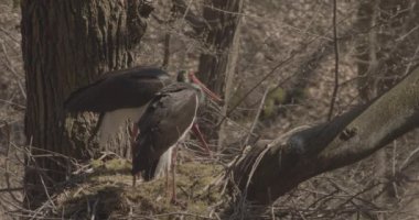 Kara leylek, Ciconia zencisi. Leylek familyasından büyük bir kuş, Ciconiidae, Slow Motion Image