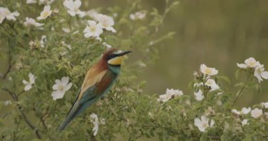 Avrupa Arı Yiyen-Merops Apiaster- Doğal Yaşam Alanında