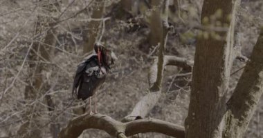 Kara leylek bahar ormanındaki bir dalı izliyor.