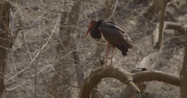 Kara leylek bahar ormanındaki bir dalı izliyor.