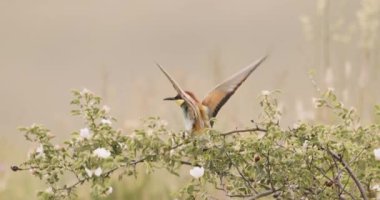 Avrupa Arı Yiyen-Merops Apiaster- Ağaçta Sürüsü, Yavaş Hareket Görüntüsü