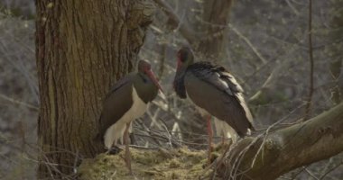 Baharda yuva yapan iki kara leylek. Bahar ormanlarında tüy ayıklama ve temizleme