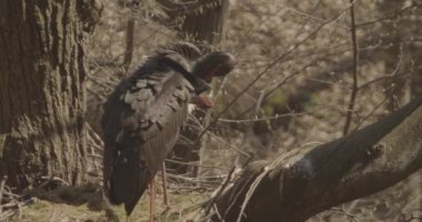 Kara leylek bahar ormanlarındaki bir dala bakıyor, Slow Motion Image