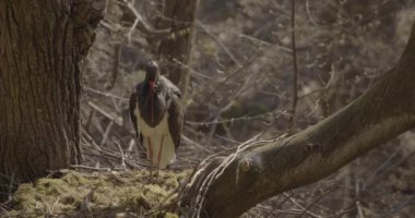 Kara leylek yuvada dinleniyor, bahar ormanında.