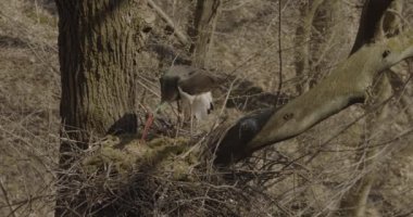 Kara Leylek Ciconia Zencisi, Kuş İnşa Yuvası, Ağaç Yapımı