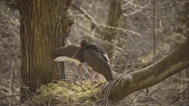 Kara leylek, Ciconia zencisi. Leylek familyasından büyük bir kuş.