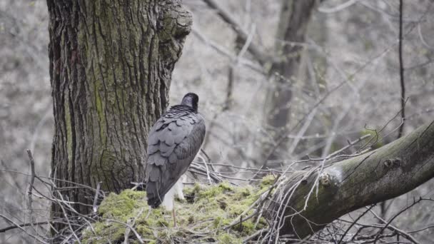 巣の中 春の森の中で休んでいる黒いコウノトリ — ストック動画