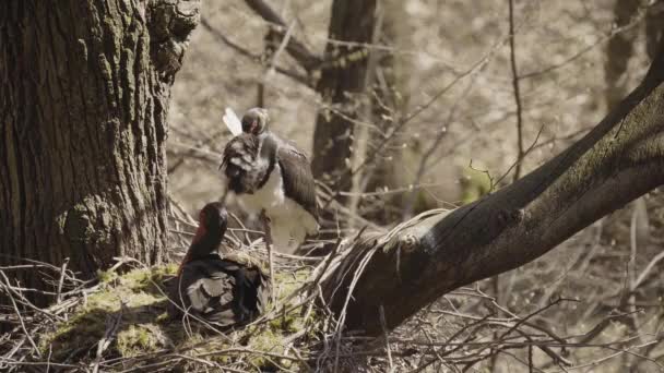 黒いコウノトリ Ciconia Nigra 鳥が木の巣で卵をインキュベート — ストック動画