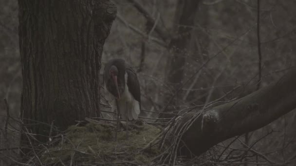 Два Черных Аиста Ciconia Nigra Гнездятся Весной Сортировка Чистка Перьев — стоковое видео