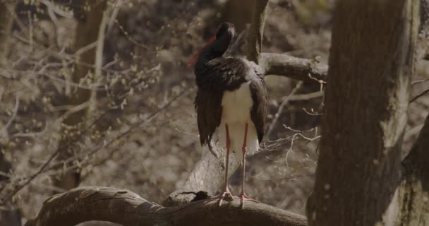 Cegonha Preta Assistindo Galho Uma Floresta Primavera Imagem Câmera Lenta — Vídeo de Stock