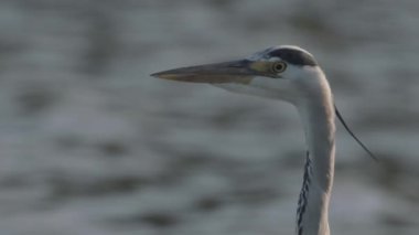 Gri Balıkçıl 'ın Yakın Çekim Portresi (Ardea Cinerea), Yavaş Hareket Görüntüsü