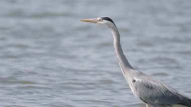 Ardea Cinerea Gri Balıkçıl Sığ Suda Yürüyor, Yavaş Hareket Görüntüsü
