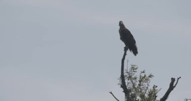 Ak kuyruklu kartal - Haliaeetus albicilla