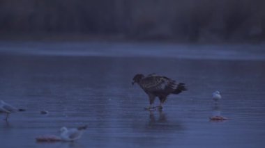 Beyaz Kuyruklu Kartal (Haliaeetus Albicilla) Donmuş Gölde Avlanan