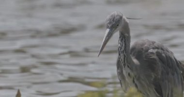 Gri Heron Ardea Cinerea Yakın plan