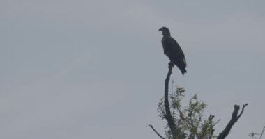 Ak kuyruklu kartal - Haliaeetus albicilla