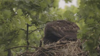 Beyaz Kuyruklu Kartal, Haliaeetus Albicilla, yuvada beslenir.