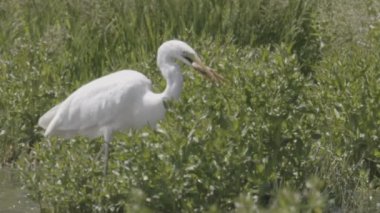 Büyük Beyaz Akbalıkçıl 'ın Yavaş Hareketi Bocalayan Balığı Yakalayıp Yutuyor