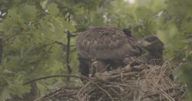 Beyaz Kuyruklu Kartal, Haliaeetus Albicilla, yuvada beslenir.