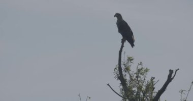 Ak kuyruklu kartal - Haliaeetus albicilla