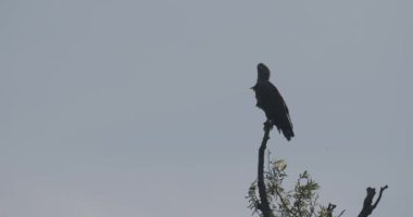 Ak kuyruklu kartal - Haliaeetus albicilla