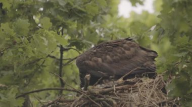 Beyaz Kuyruklu Kartal, Haliaeetus Albicilla, yuvada beslenir.