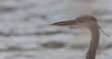 Gri Heron Ardea Cinerea Yakın plan
