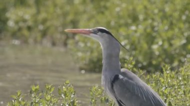 Gri Heron Ardea Cinerea Gölde Balıkçılık