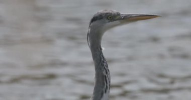 Gri Heron Ardea Cinerea Yakın plan