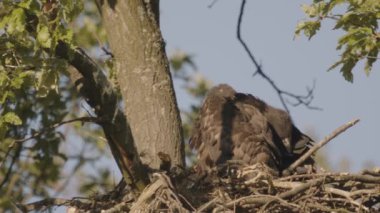 Beyaz Kuyruklu Kartal, Haliaeetus Albicilla, yuvada, ağır çekim
