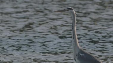 Gri Balıkçıl 'ın Yakın Çekim Portresi (Ardea Cinerea), Yavaş Hareket Görüntüsü